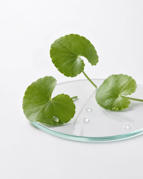 Centella Asiatica