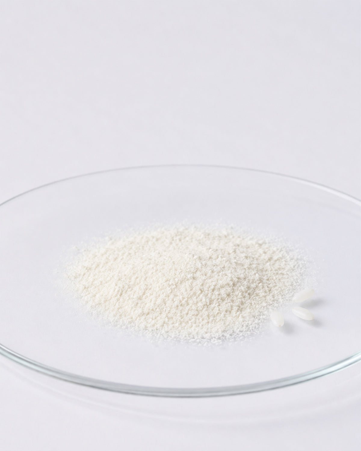 Rice / Oryza Sativa