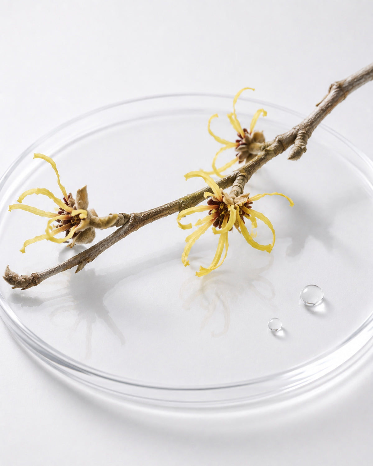 Witch Hazel